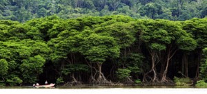 jungle-survival-1