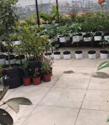 सिद्धार्थनगरमा करेसाबारी कृषिलाई बिउ निःशुल्क