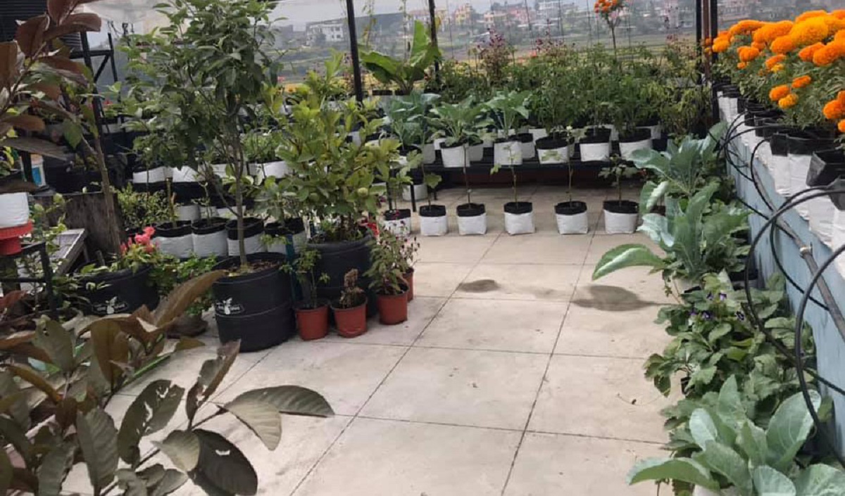 सिद्धार्थनगरमा करेसाबारी कृषिलाई बिउ निःशुल्क