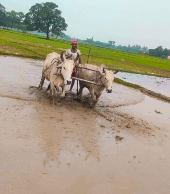 गोरुले खेत जोत्ने परम्परा लोप हुँदै